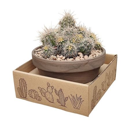 Echinocereus Parkerii Basalt Bowl