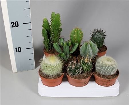 Cactus 8,5 Cm Luxe Mix