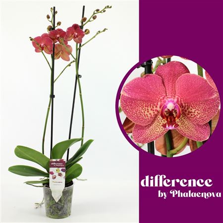 Phal 2st Raoul 14+ (phalaenova)