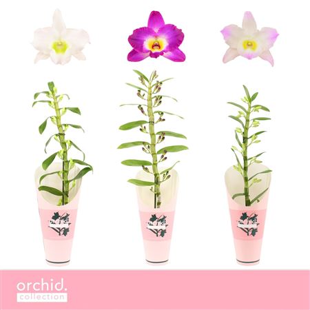 Dendr Nob 1st Mix Orchid Coll