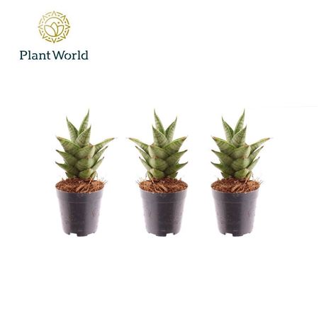 Sansevieria Pagoda