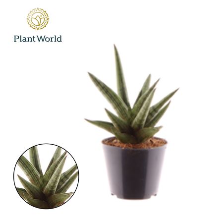 Sansevieria Helios