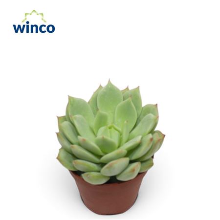 Echeveria Tippy