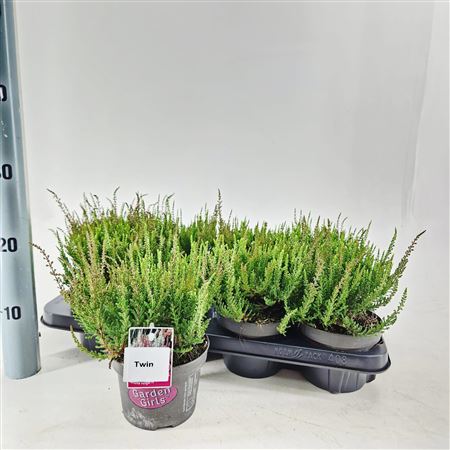 Calluna Gg Twin Girls