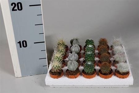 Cactus Ball Mix On Row In Terracotta Pot
