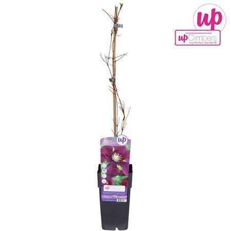 Clematis Warszawska Nike