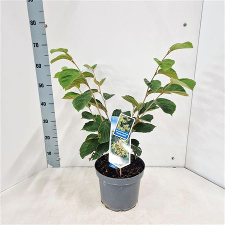 Hamamelis Int Westerstede