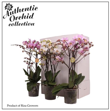Phal 3st Marvellous Combination 20+ Authentic