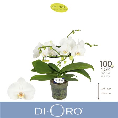 Phal 2st Infinity White 16+ (opti)