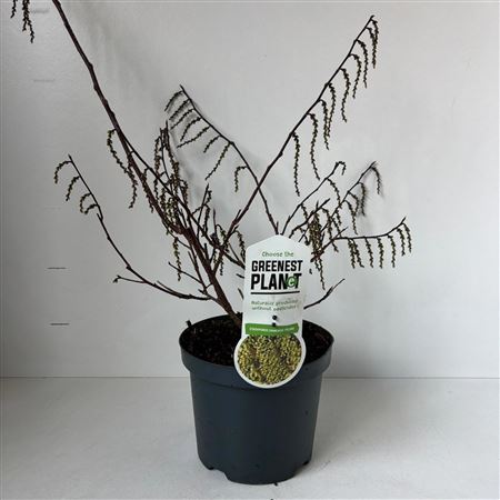 Стахиурус Чин Селина