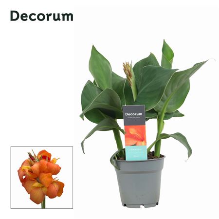 Canna Mango (decorum)