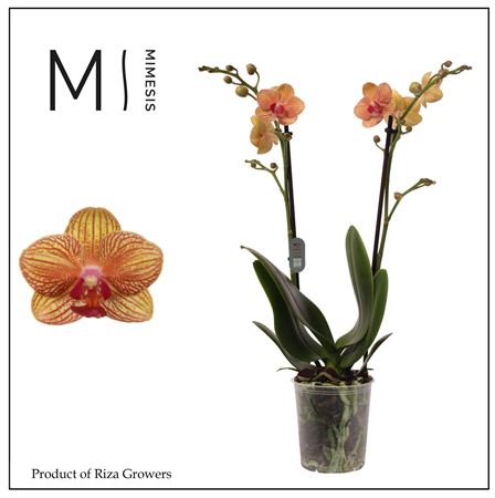 Phalaenopsis Penny Love 2 Spike - 12cm | Mimesis