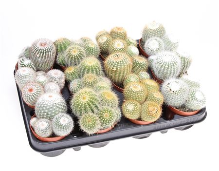 Notocactus Mix