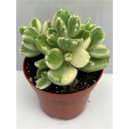 Kalanchoe Tomentosa Ladysmithiensis