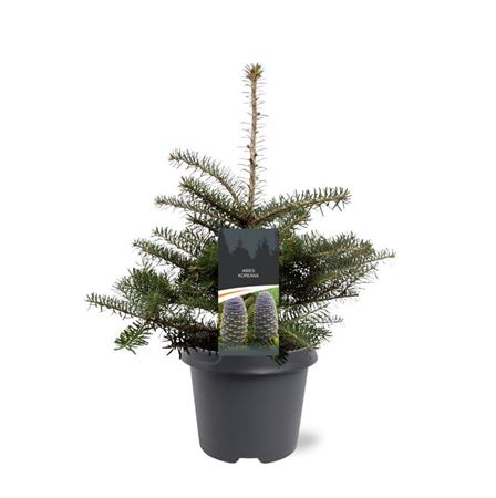 Abies Koreana