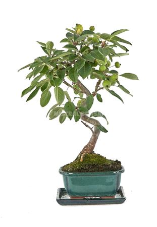 Bonsai Malus Sp. Pz-erwiam S-shape (outdoor)