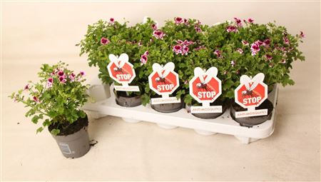 Pelargonium Eva Anti-mosquito