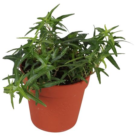 Hedera Sagittaefolia