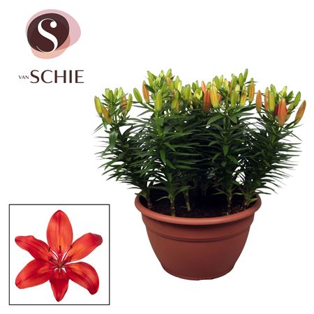 Lilium As Matrix Red Xl 15pp