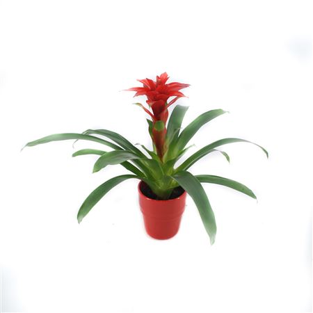 Guzmania Denise In Red Ceramic