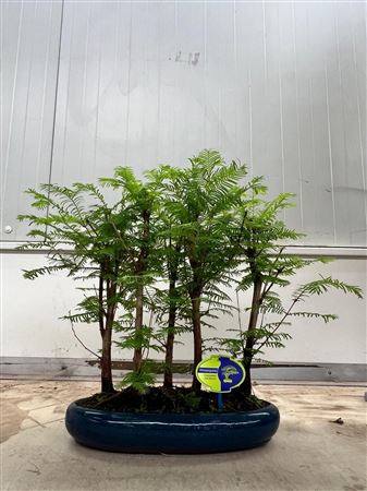 Bonsai Metasequoia Glyptostroboides