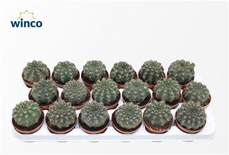 Gymnocalycium Baldianum