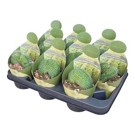 Mammillaria Spinosissima Un Pico Crestata Potcover