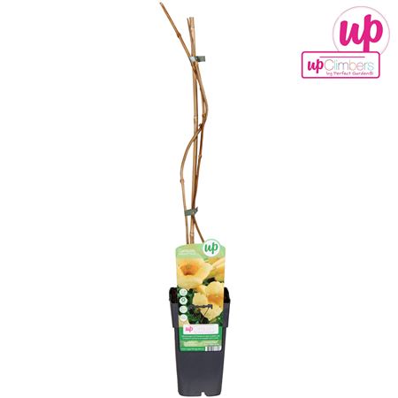 Campsis Radicans Flava (grafted)