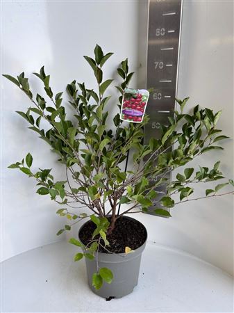 Prunus Incisa Carmine Jewel