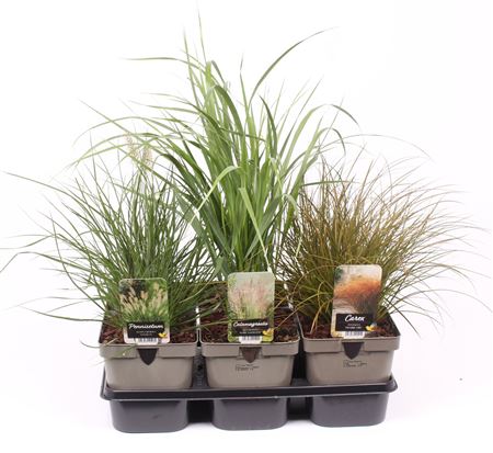 Grass Mix