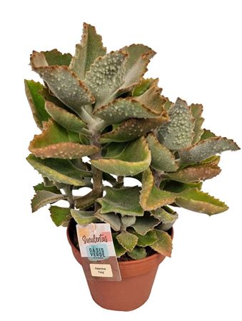 Kalanchoe Beharensis Fang Xl
