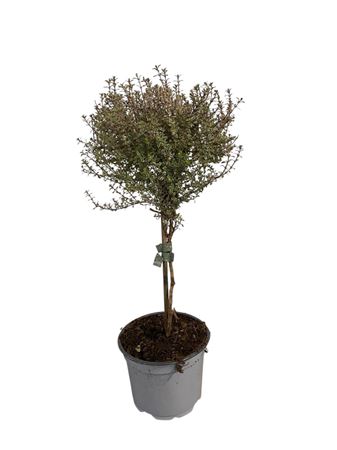 Thymus Silver Queen On Stem