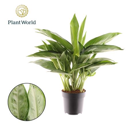 Aglaonema Silverado