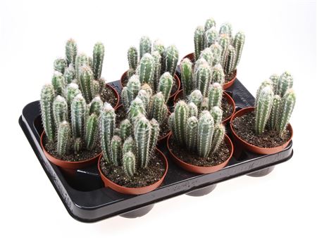Pilosocereus Glaucescens