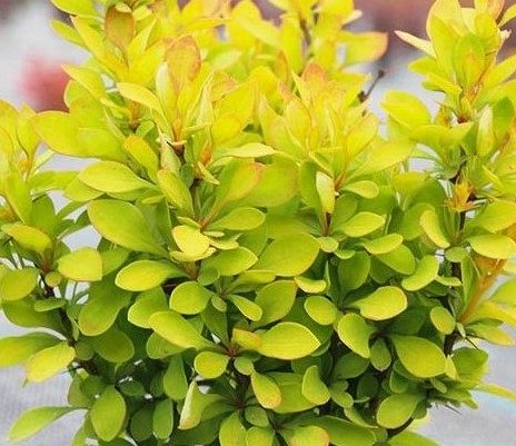 Барбарис тунберга Самме Сансет