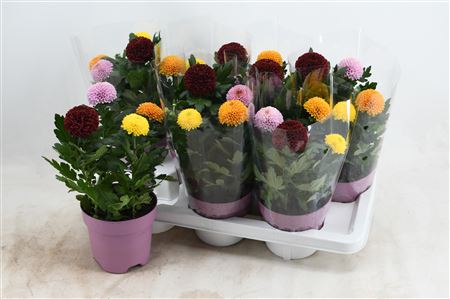 Chrys Flowerpops 3pp Budget