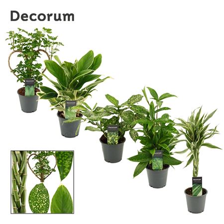 Plant Mix Extreme (dec)