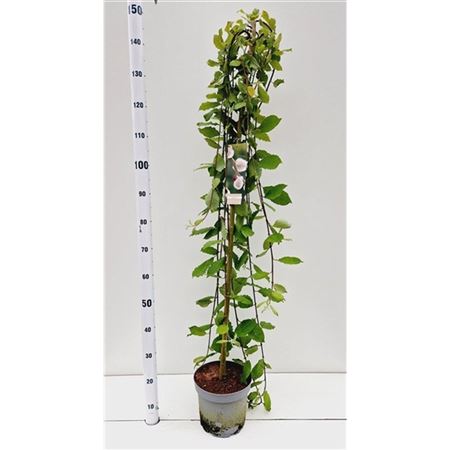 Salix Caprea Kilmarnock