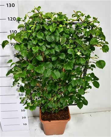 Hydrangea An Petiolaris Screen