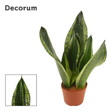 Sansevieria Silver Flame 9 Cm (decorum)