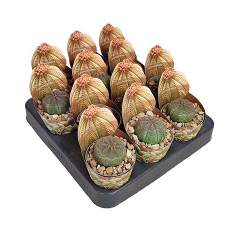 Euphorbia Obesa Potcover