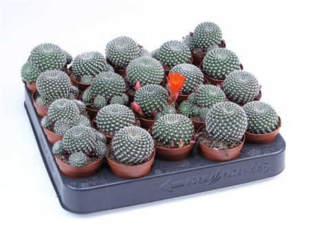Rebutia Krainziana E