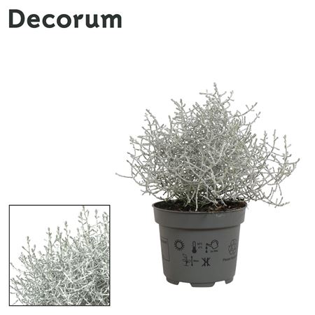 Leucophyta Brownii