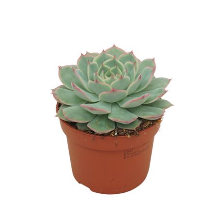 Echeveria Colorata 'stellar' 10,5 Cm