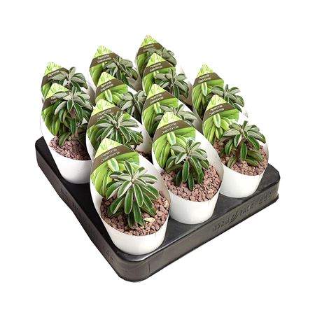 Peperomia Dolabriformis Potcover