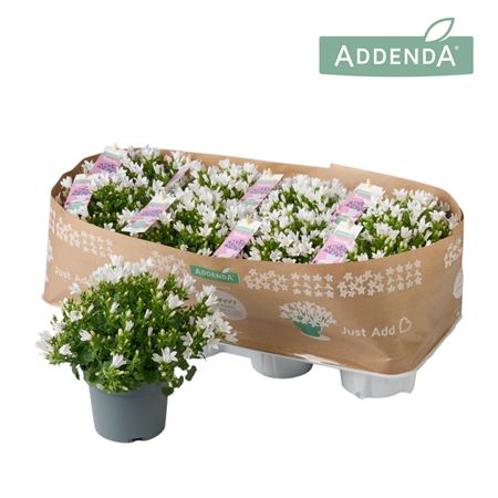 Campanula Ambella Intense White