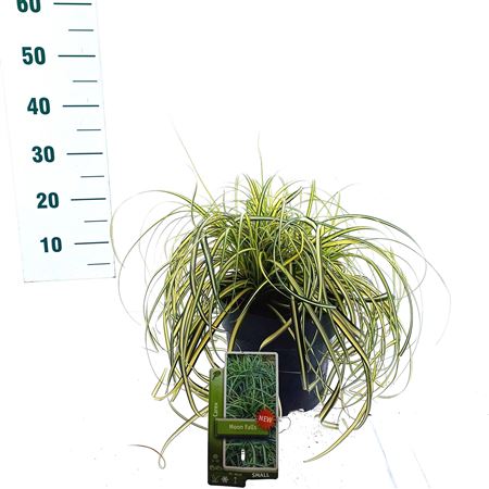Carex Moon Falls