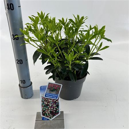 Skimmia Jap Rubesta Cuba
