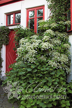 Гортензия черешковая Петиоларис