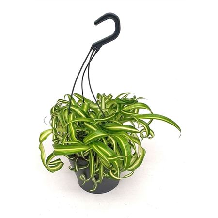 Chlorophytum'bonnie Hanging